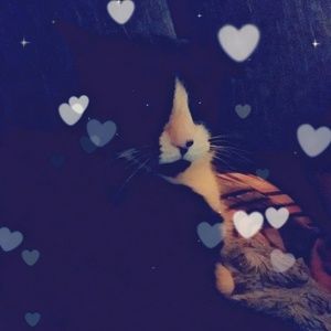 🍁 Bundles & Offers 🍁